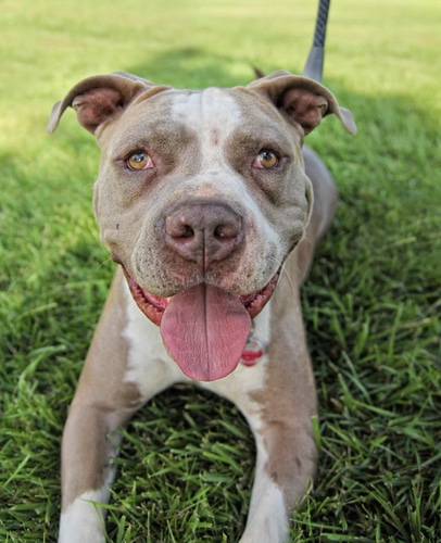 dog friendly wire mesh
